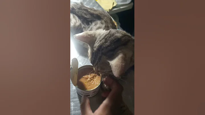 Video 9009281: kucing bengal silver