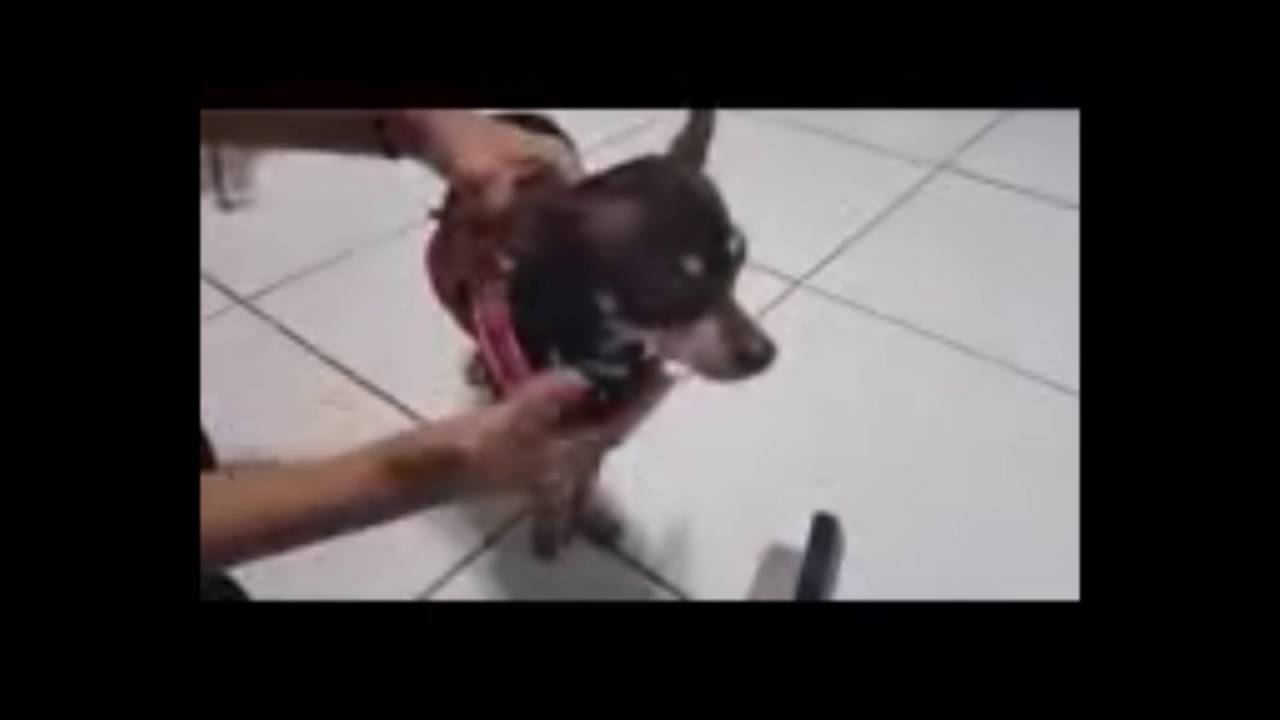 Mint Bark Collar Review