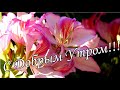 🌼ОБАЛДЕННОЕ ПОЖЕЛАНИЕ С ДОБРЫМ УТРОМ ПОД ВОЛШЕБНУЮ МУЗЫКУ!🌻Доброе утро отличного дня!🌷Красивая песня