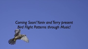 Coming Soon: Bird Flight Patterns through Music