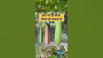 Storing seeds for next year#saving seeds for next season