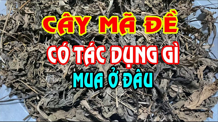 Cây mã đề ở sóc trăng gọi là cây gì