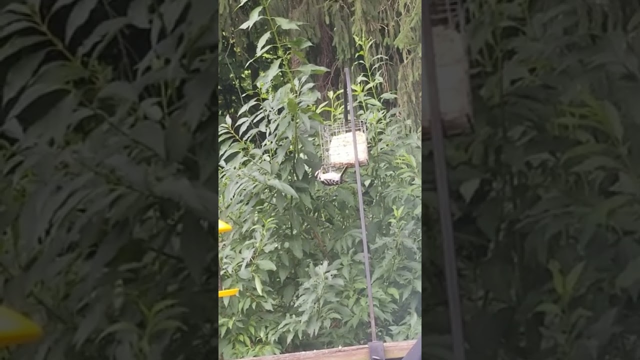 a woodpecker pal &a chickadee 🕊❤