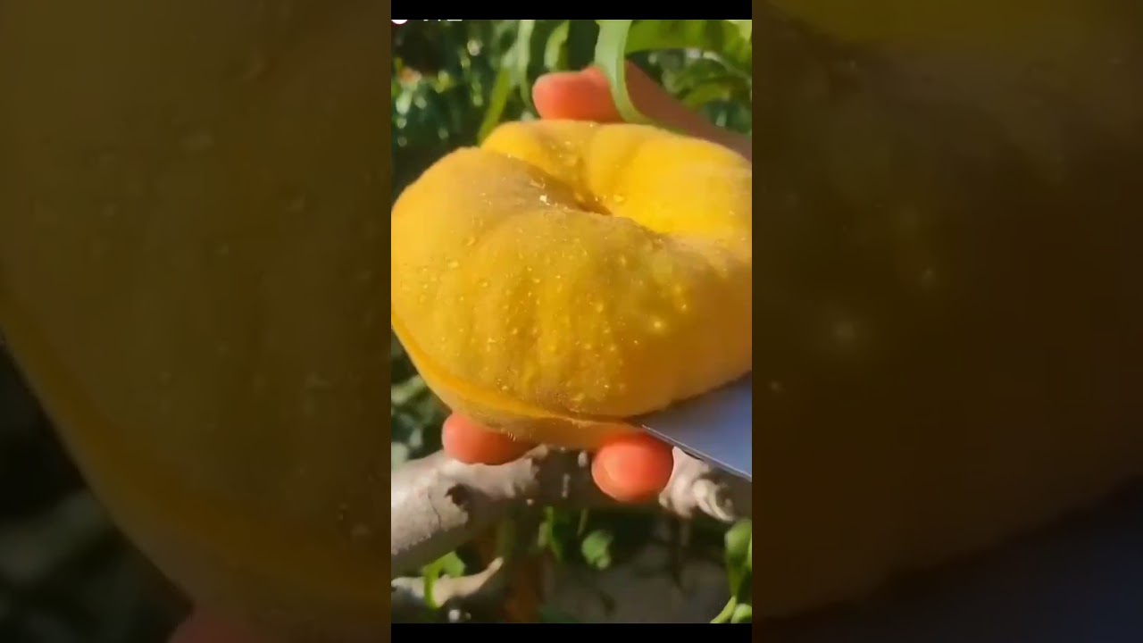 Heirloom Donut Peach Pie 