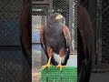 ハリスホーク（モモアカノスリ）かっこいい姿！#shots #自然と遊ぶ #動物園#バードウォッチング
