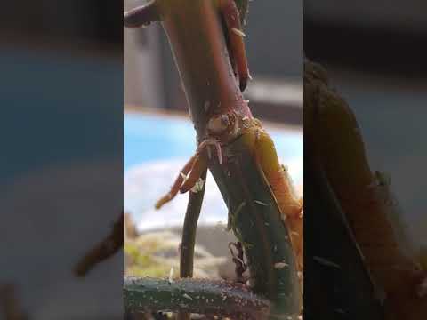 Video: Philodendron Sello (15 Mga Larawan): Mga Tampok Ng Pagpaparami Ng 