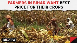 Lok Sabha Elections 2024 | Ground Report: Farmers In Bihar Want Best Price For Their Crops