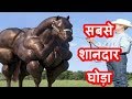 10  सबसे शानदार घोड़ो की नस्ल | Top 10 Expensive Horse Breeds ( hindi )
