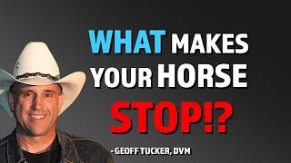 How Does Energy Flow Make Your Horse Unhealthy?, by Geoff Tucker, DVM.