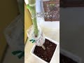 観葉植物のふやし方 #取り木 How to increase the number of houseplants #育て方 #ウンベラータ #観葉植物 #houseplants #shorts