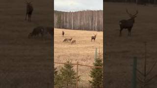 Свердловская область, сысертский район Заповедник