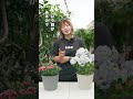 【真夏までは】カーネーションとアジサイは外で育てるのが正解って知ってた?🌼