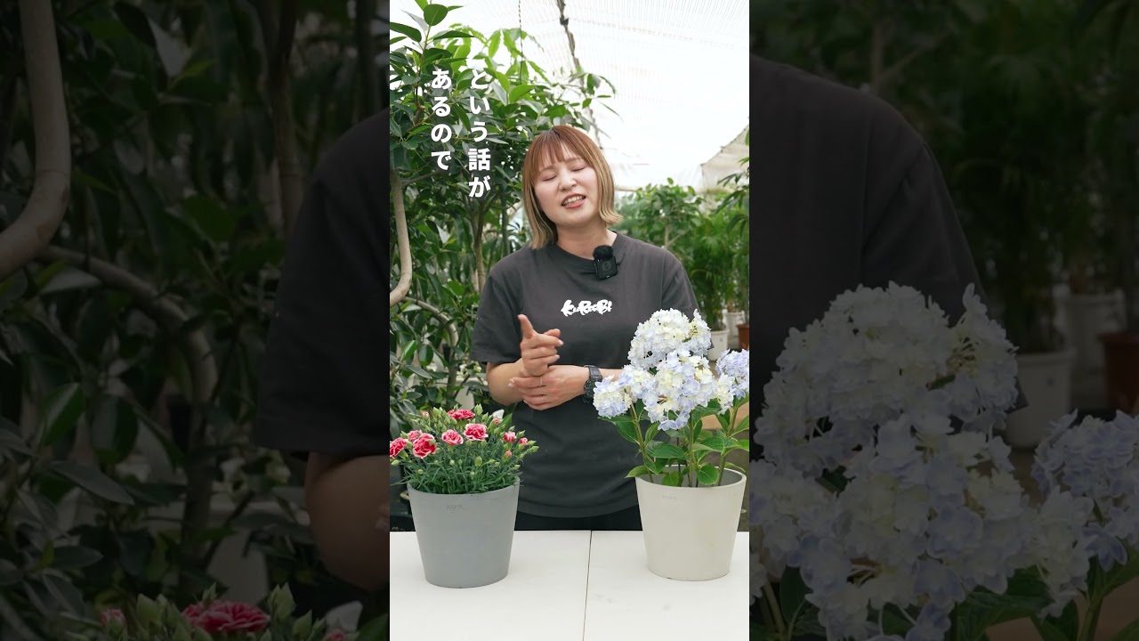 【真夏までは】カーネーションとアジサイは外で育てるのが正解って知ってた?🌼
