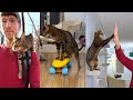 Cat wall skateboard and high five training
