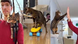 Cat Wall, Skateboard And High Five Training