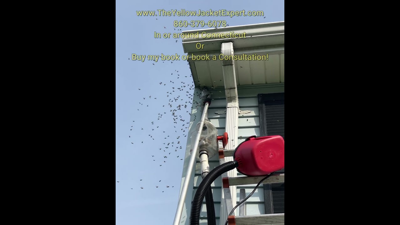 Don't Do It Yourself - Yellow Jackets in a Soffit