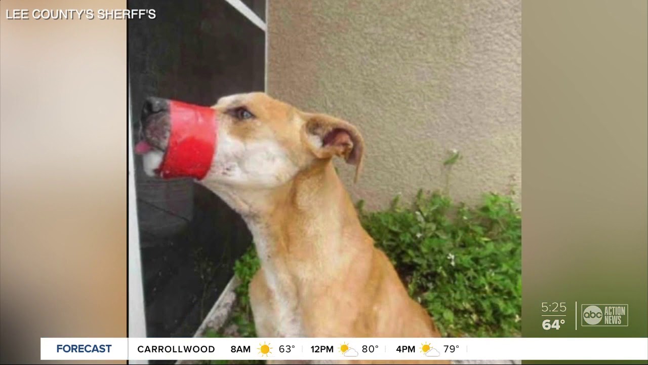 Florida man gets probation for taping dog's mouth shut - YouTube