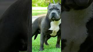 Pitbull HD wallpaper video #pitbull #viral #viralvideo #viralshorts #shorts
