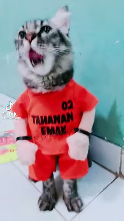 story wa kucing joget