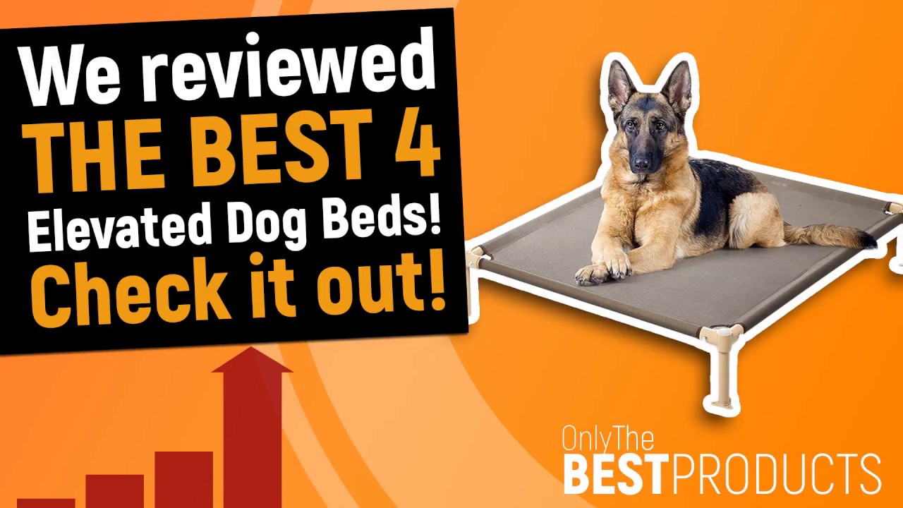 Best Elevated Dog Bed The Best 4 Elevated Beds for your Dog YouTube