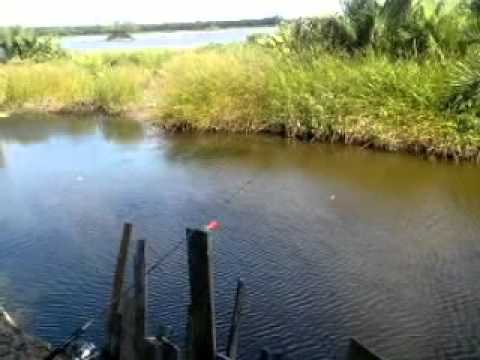 Mancing ikan pepuyu besar di empang - YouTube