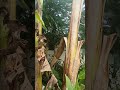 #vidanarroça o cara veio olhar se era verdade