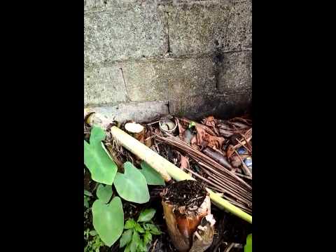 Video: How to Make a Rainwater Collection System: 13 Steps