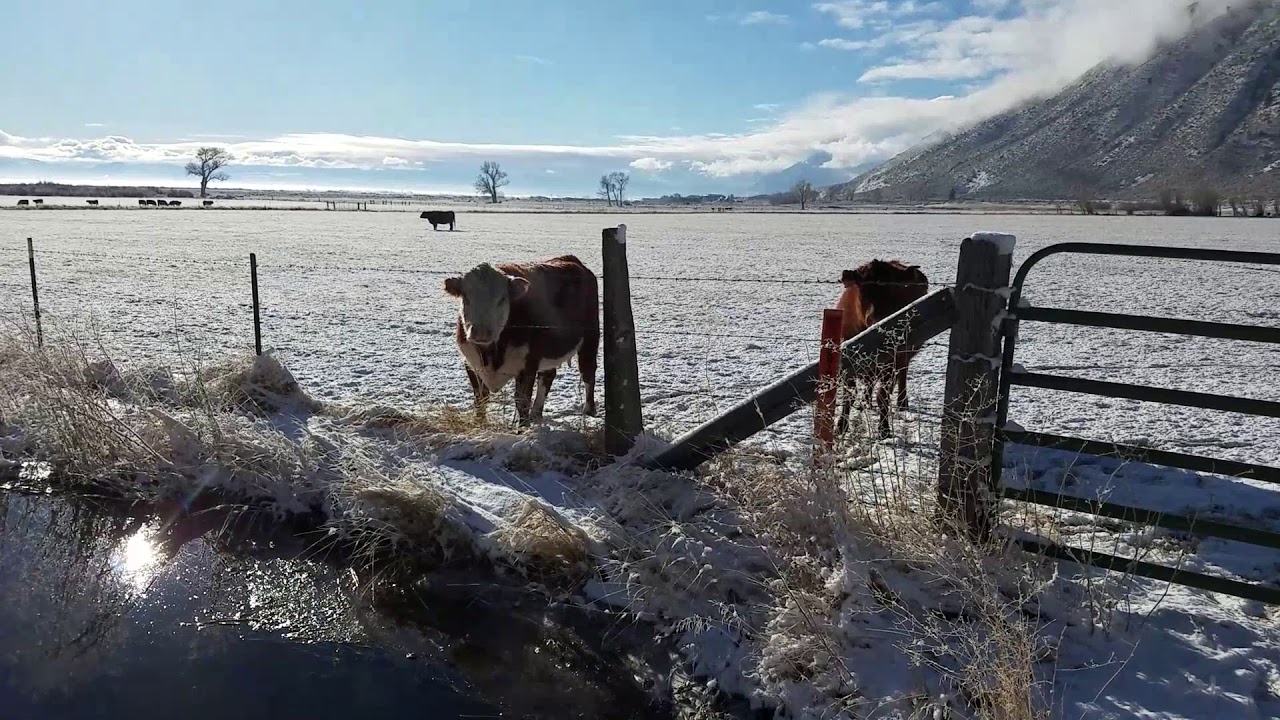 Snow Cows (Gardnerville, NV) YouTube