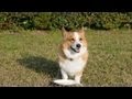 Goro eats treats. / いろいろ試食 20121125 Goro@Welsh corgi