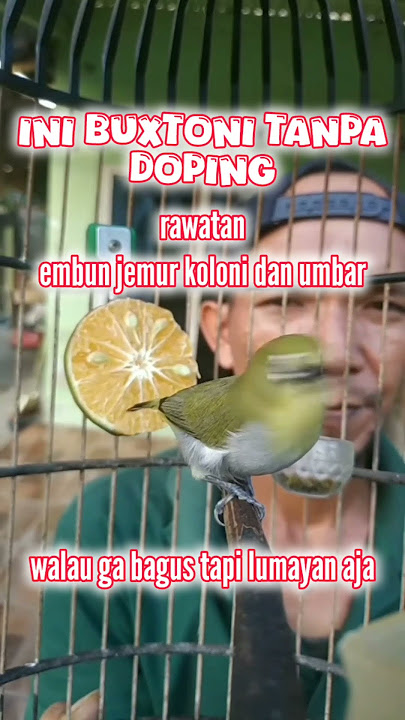pleci buxtoni tanpa doping