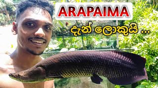 Arapaima පැටියා දැන් ලොකුයි ... | My Freshwater Monster Fish Pond ❤️😍