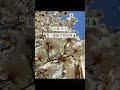 Instant Magnolia Blossom Beauty: Watch Now