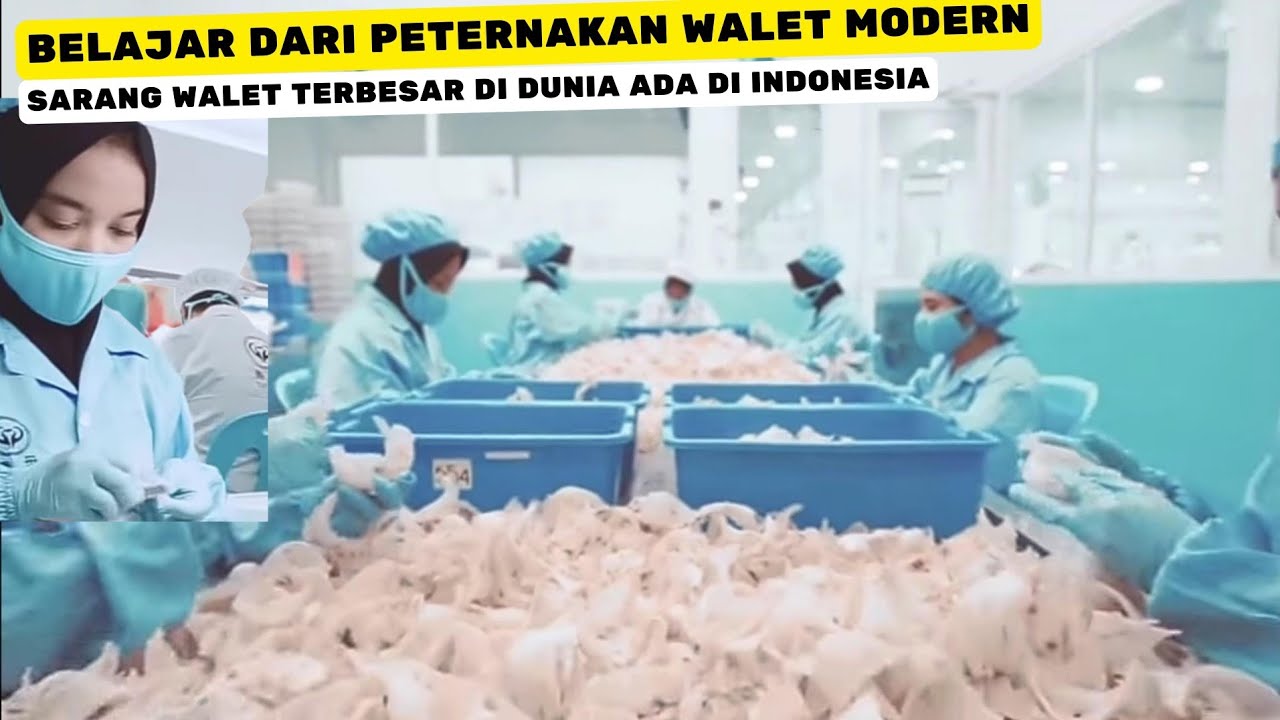 Cara Ternak Burung Walet Modern Indonesia | Proses Peternakan Burung