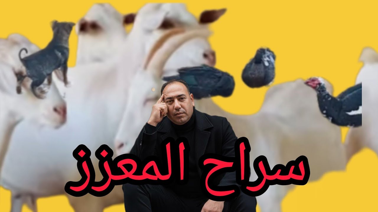مباشرة معى سراح المعز