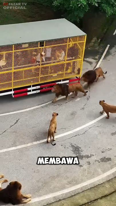 scary😱this truck is surrounded by wild animals