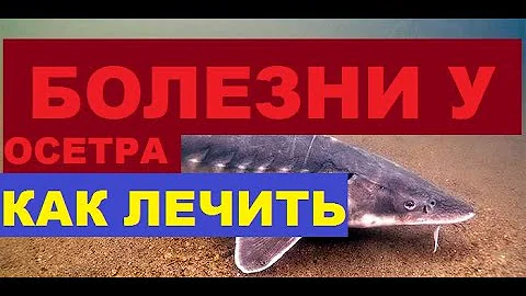 БОЛЕЗНИ У ОСЕТРА КАК ЛЕЧИТЬ