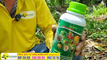 Vì sao sầu riêng chết khi đang mang trái