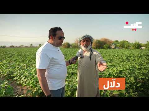 رحلة الكوسا من المزرعة إلى السوق المركزي من يتحكم بالسعر الدلال أم التجار