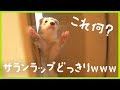 フェレットにサランラップドッキリをした結果がこちらです。ｗ - ferret lab #246