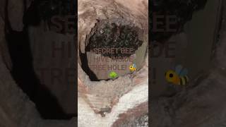 🐝 Secret Bee Colony Inside Tree Hole! Nature’s Hidden Hive 😱