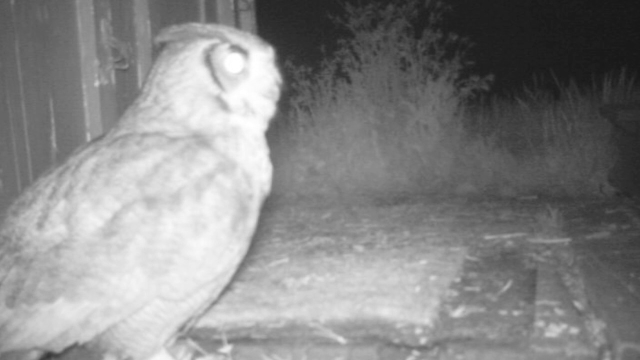 Owl Part 2 
