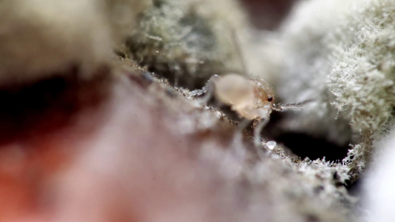 Extreme macro with the IBI rail system by nielspn.dk