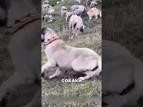 Армянские псы перехватили хищника 💪🇦🇲🐕