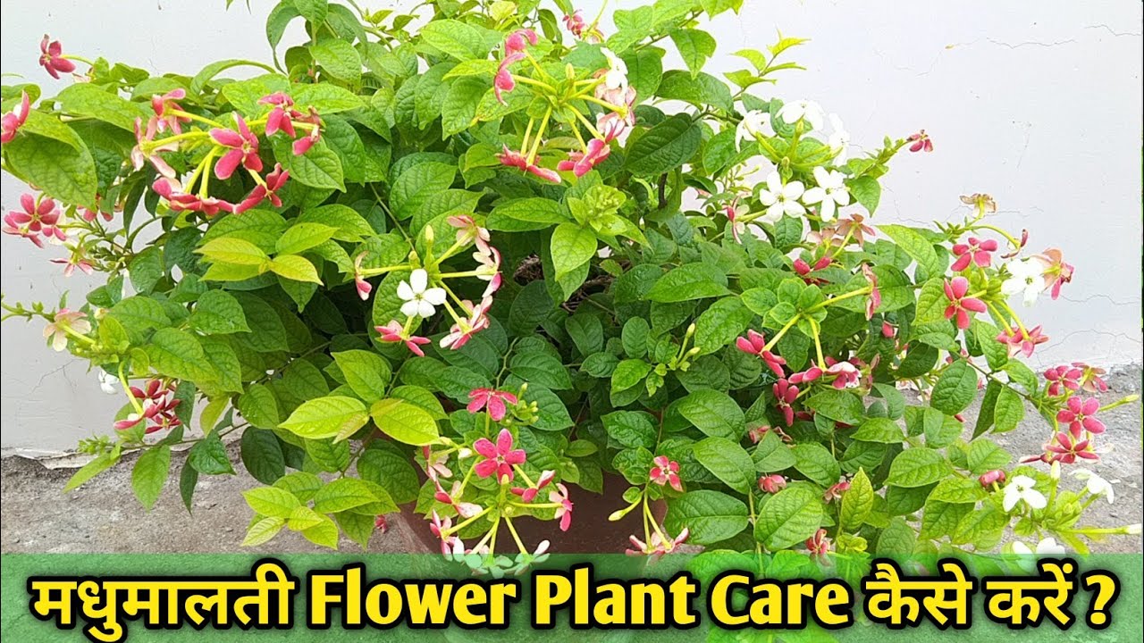 मधुमालती flower plant की care कैसे करें ? Madhumalti Flower plant care in Rainy season.
