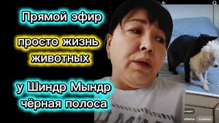 видео: @ShindrMindr_Official не будете ханжой Животных надо любить И будет вам счастье  картинка: @ShindrMindr_Official не будете ханжой Животных надо любить И будет вам счастье