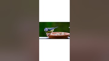 Beautiful Birds in sri Lanka 🇱🇰