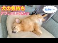 【犬の気持ち】モコの1日のルーティン。犬の気持ちアフレコしてみたww