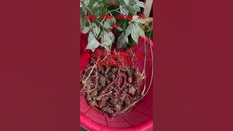 sâm rừng 1kg 23 củ đảm bảo k ngon lấy tiền #sâm_ngọc_linh #sâm_lai_châu_rừng #sâm_ngọc_linh_rừng
