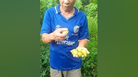 Thơm ngon Ổi rừng chín cây #Shorts