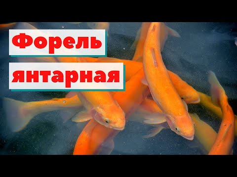 Video: Форель кайсы балыкка кирет?